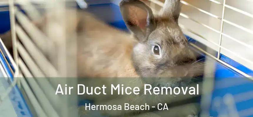  Air Duct Mice Removal Hermosa Beach - CA